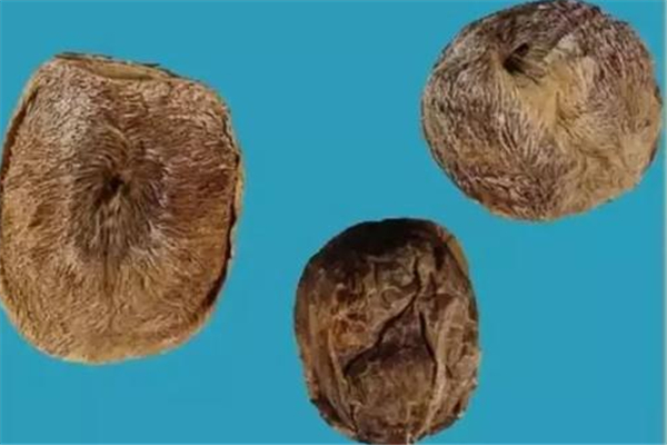 麝香會導致月經不正常嗎 麝香會影響月經嗎