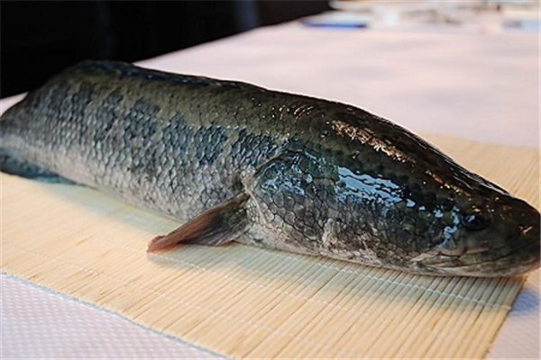 黑魚對傷口愈合有好處嗎 黑魚手術后能吃嗎