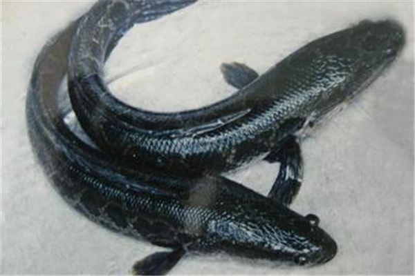 黑魚(yú)有沒(méi)有魚(yú)腥線 黑魚(yú)怎么去腥味