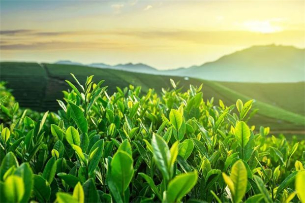 西湖龍井什么時間喝最好 西湖龍井一天喝多少合適 西湖龍井什么時間喝最好 西湖龍井一天喝多少合適