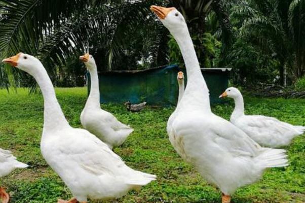 老人散步時(shí)被兩只大白鵝攻擊致殘 散步有什么好處嗎 老人散步時(shí)被兩只大白鵝攻擊致殘 散步有什么好處嗎