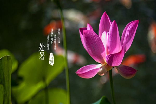 處暑之后還熱不熱了 處暑之后是秋天嗎 處暑之后還熱不熱了 處暑之后是秋天嗎