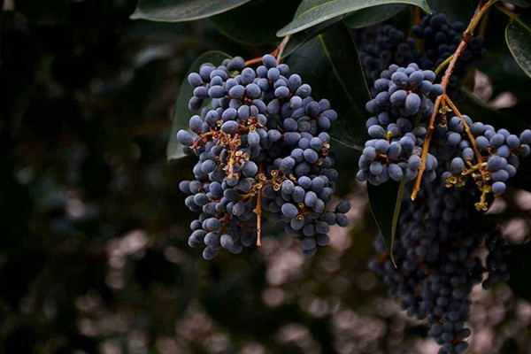 女貞子有保質(zhì)期嗎 女貞子如何保存 女貞子有保質(zhì)期嗎 女貞子如何保存