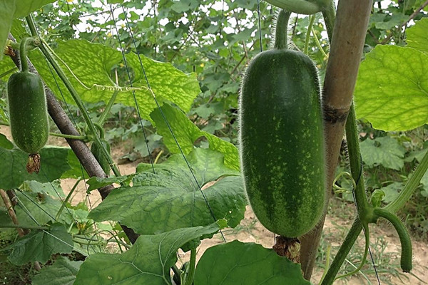 節(jié)瓜會胖嗎 節(jié)瓜會回奶嗎 節(jié)瓜會胖嗎 節(jié)瓜會回奶嗎