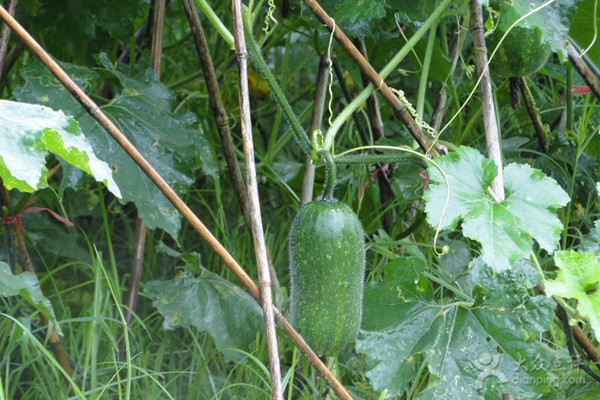 節(jié)瓜適合什么人吃 節(jié)瓜的營(yíng)養(yǎng)成分