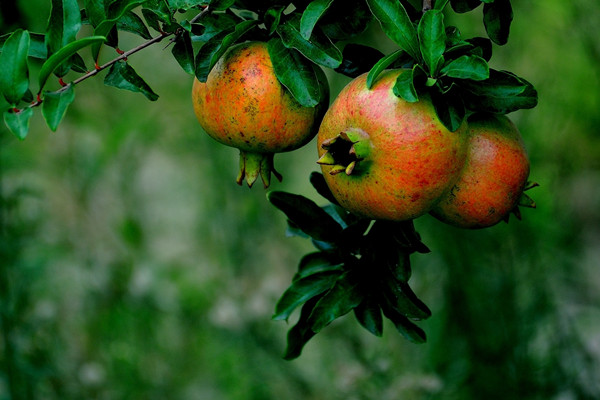 石榴能保存多久 石榴能放冰箱保鮮嗎 石榴能保存多久 石榴能放冰箱保鮮嗎