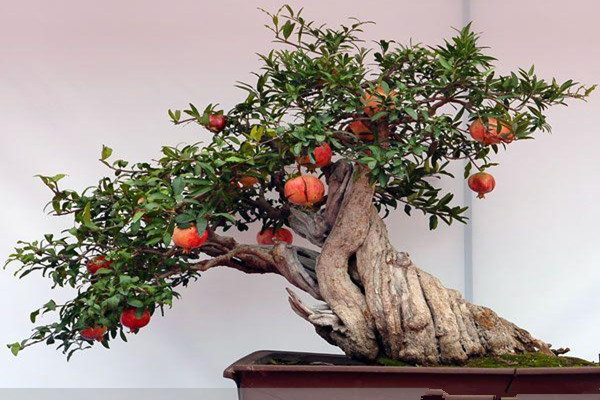 石榴能保存多久 石榴能放冰箱保鮮嗎 石榴能保存多久 石榴能放冰箱保鮮嗎