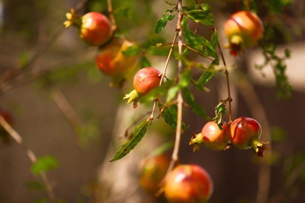高血壓可以吃石榴嗎 感冒可以吃石榴嗎 高血壓可以吃石榴嗎 感冒可以吃石榴嗎