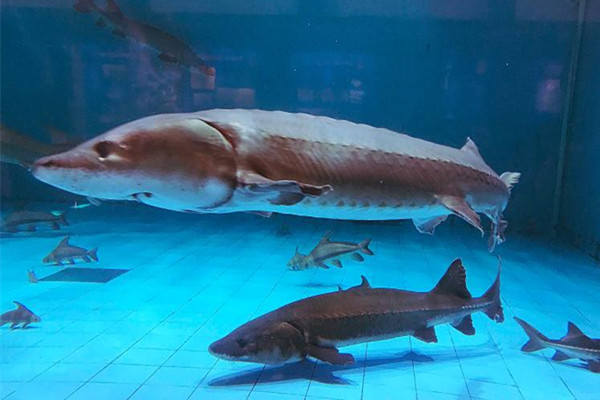 男子將野生中華鱘分解放冰箱 中華鱘屬于國(guó)家?guī)准?jí)保護(hù)動(dòng)物