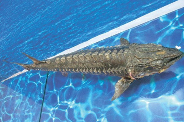 男子將野生中華鱘分解放冰箱 中華鱘屬于國(guó)家?guī)准?jí)保護(hù)動(dòng)物