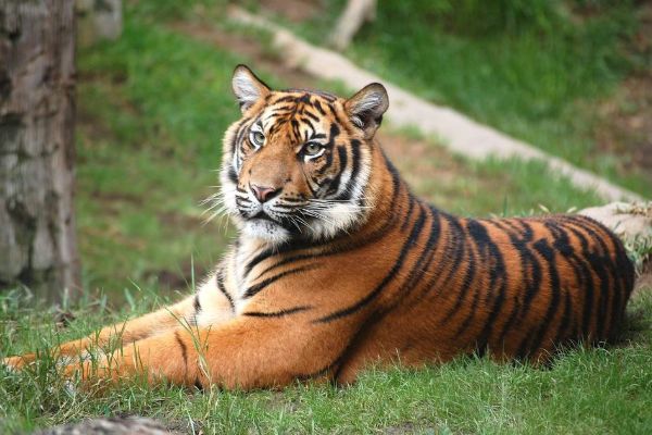 吉林一男子乘出租車偶遇300多斤老虎 遇到老虎怎么自保 吉林一男子乘出租車偶遇300多斤老虎 遇到老虎怎么自保