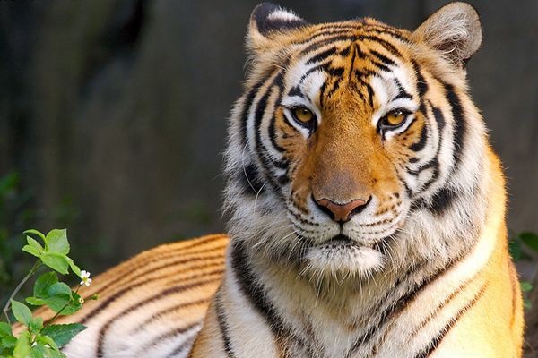 吉林一男子乘出租車偶遇300多斤老虎 遇到老虎怎么自保 吉林一男子乘出租車偶遇300多斤老虎 遇到老虎怎么自保