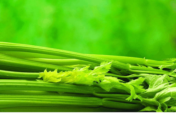 芹菜會(huì)過(guò)敏嗎 芹菜會(huì)讓人貧血嗎 芹菜會(huì)過(guò)敏嗎 芹菜會(huì)讓人貧血嗎