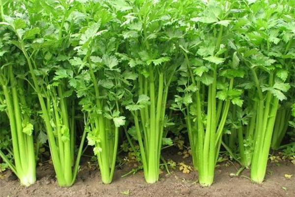 芹菜會(huì)導(dǎo)致不孕嗎 芹菜會(huì)導(dǎo)致流產(chǎn)嗎 芹菜會(huì)導(dǎo)致不孕嗎 芹菜會(huì)導(dǎo)致流產(chǎn)嗎