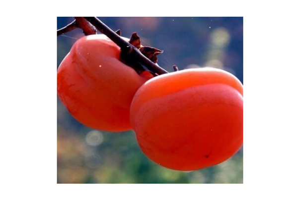 柿子會上火嗎 柿子會不會過敏 柿子會上火嗎 柿子會不會過敏