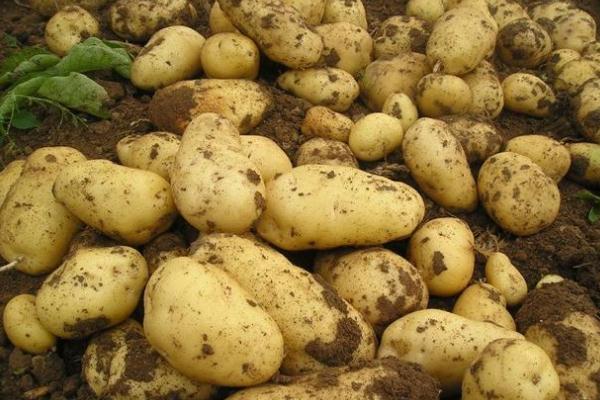 土豆有點(diǎn)硬吃了沒事吧 土豆有點(diǎn)發(fā)芽能吃嗎 土豆有點(diǎn)硬吃了沒事吧 土豆有點(diǎn)發(fā)芽能吃嗎