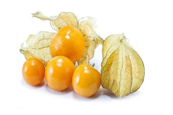 姑娘果是什么季節(jié)的 姑娘果是不是涼性的 姑娘果是什么季節(jié)的 姑娘果是不是涼性的