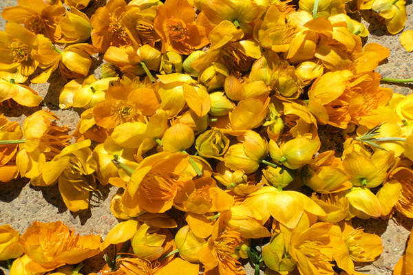 金蓮花可以泡水喝嗎 金蓮花可以長期泡水喝嗎