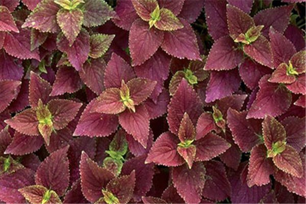 紫蘇葉曬干有什么功效 紫蘇葉曬干方法 紫蘇葉曬干有什么功效 紫蘇葉曬干方法