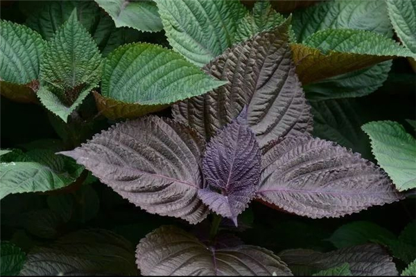 紫蘇葉可以治療感冒流鼻涕嗎 紫蘇葉對身體有什么好處 紫蘇葉可以治療感冒流鼻涕嗎 紫蘇葉對身體有什么好處