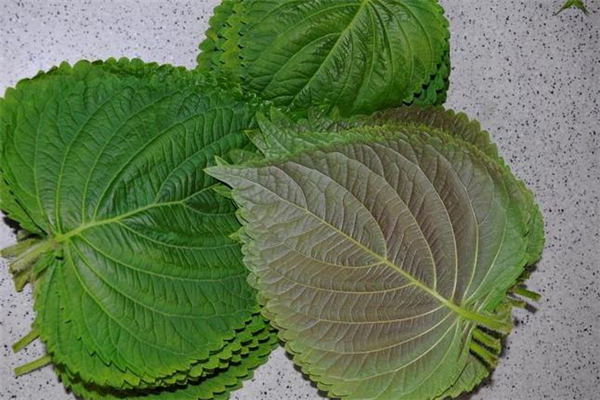 紫蘇葉曬干有什么功效 紫蘇葉曬干方法 紫蘇葉曬干有什么功效 紫蘇葉曬干方法