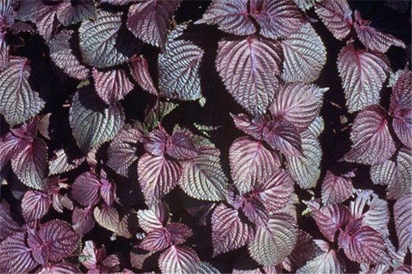 紫蘇葉可以治療感冒流鼻涕嗎 紫蘇葉對身體有什么好處 紫蘇葉可以治療感冒流鼻涕嗎 紫蘇葉對身體有什么好處