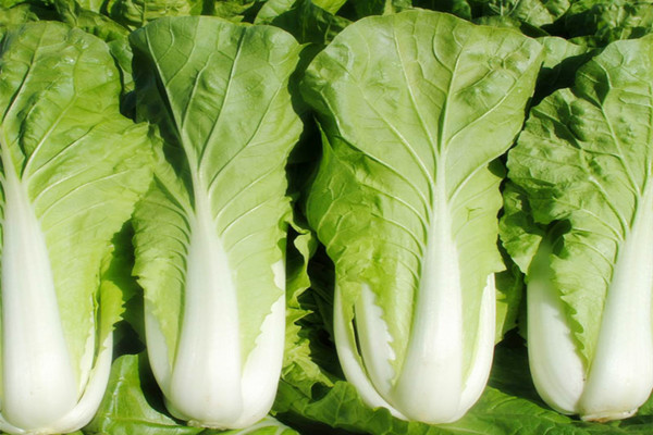 小白菜什么人不能吃 小白菜不能和什么一起吃 小白菜什么人不能吃 小白菜不能和什么一起吃