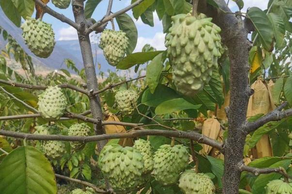 釋迦果的功效與作用 釋迦果的吃法