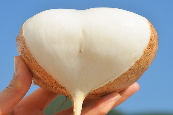 涼薯咳嗽可以吃嗎 涼薯怎么剝皮 涼薯咳嗽可以吃嗎 涼薯怎么剝皮