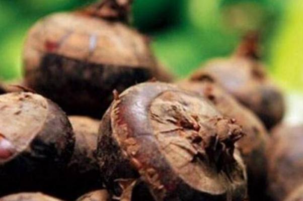 荸薺有毒嗎 荸薺吃多會(huì)怎樣