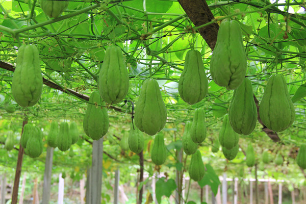 佛手瓜小孩可以吃嗎 佛手瓜孕婦能吃嗎 佛手瓜小孩可以吃嗎 佛手瓜孕婦能吃嗎