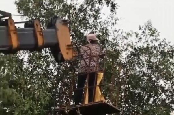 棗子的營養(yǎng)價(jià)值和功效 棗子吃了有什么好處和壞處