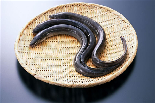 鰻魚是海魚還是淡水魚 鰻魚怎么做好吃又簡單 鰻魚是海魚還是淡水魚 鰻魚怎么做好吃又簡單