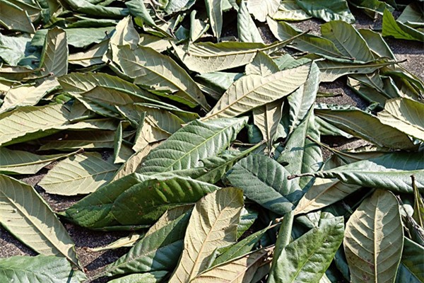 枇杷葉適合風寒咳嗽嗎 枇杷葉適合什么咳嗽