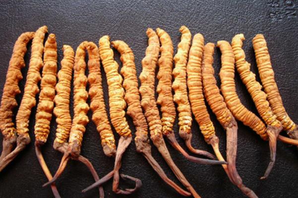 冬蟲夏草是發(fā)物嗎 冬蟲夏草是涼性還是熱性 冬蟲夏草是發(fā)物嗎 冬蟲夏草是涼性還是熱性