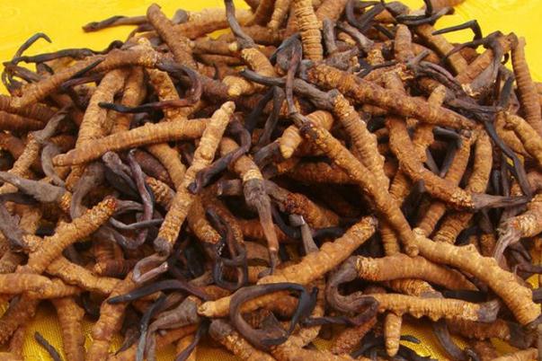 冬蟲夏草會(huì)不會(huì)上火 冬蟲夏草會(huì)過敏嗎 冬蟲夏草會(huì)不會(huì)上火 冬蟲夏草會(huì)過敏嗎