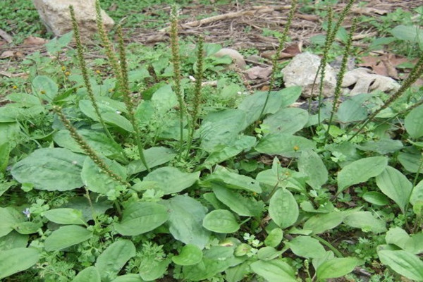 車前草有助于排結(jié)石嗎 車前草對(duì)痛風(fēng)起作用嗎 車前草有助于排結(jié)石嗎 車前草對(duì)痛風(fēng)起作用嗎