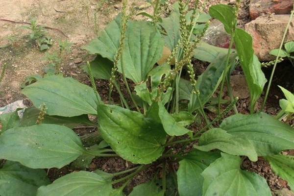 車前草能熬水喝嗎 車前草熬水喝有什么作用 車前草能熬水喝嗎 車前草熬水喝有什么作用