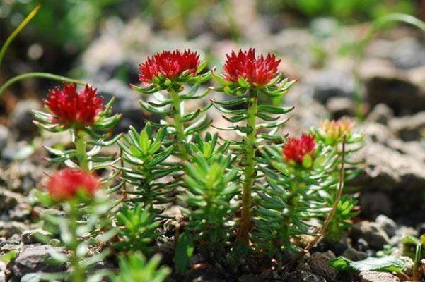 紅景天孕婦可以用嗎 紅景天孕婦吃了會(huì)怎么樣