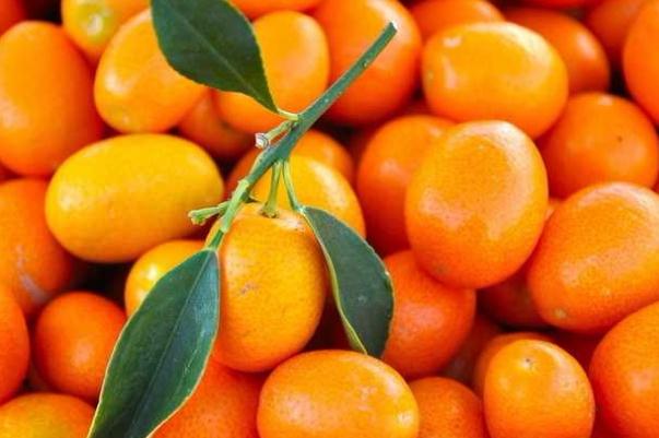 小金桔要不要剝皮 小金桔要怎么才保鮮 小金桔要不要剝皮 小金桔要怎么才保鮮