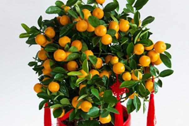 小金桔的皮能吃嗎 小金桔的皮吃了有什么好處 小金桔的皮能吃嗎 小金桔的皮吃了有什么好處