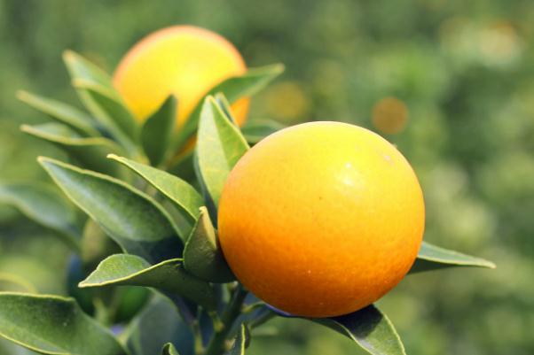 小金桔有什么藥用價值 小金桔有減肥作用嗎 小金桔有什么藥用價值 小金桔有減肥作用嗎