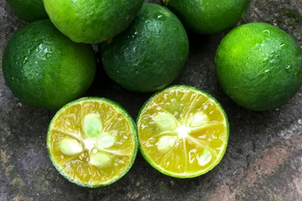 小金桔要不要剝皮 小金桔要怎么才保鮮 小金桔要不要剝皮 小金桔要怎么才保鮮