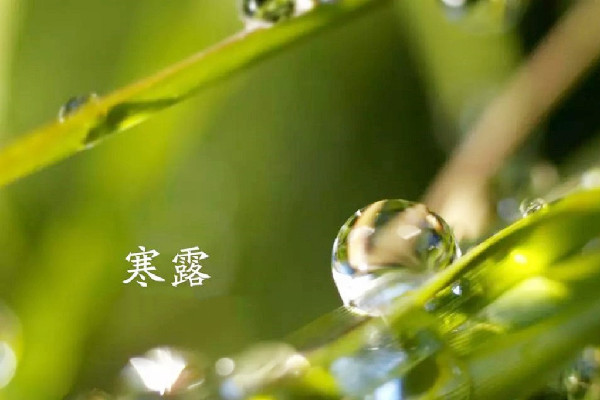 寒露要吃螃蟹嘛 寒露吃螃蟹的寓意 寒露要吃螃蟹嘛 寒露吃螃蟹的寓意