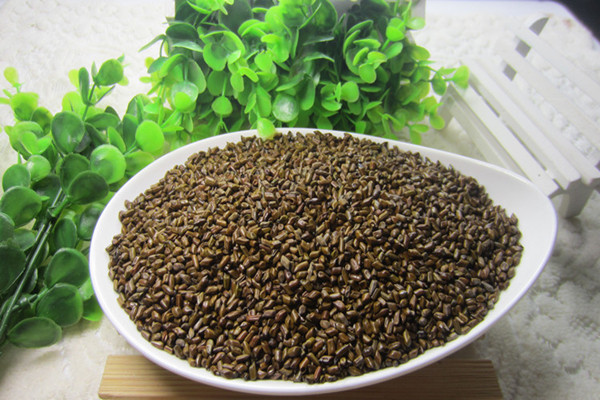 決明子有助于睡眠嗎 決明子的藥用價值 決明子有助于睡眠嗎 決明子的藥用價值