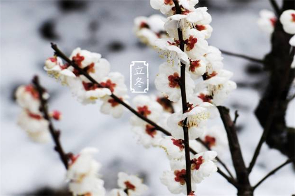 立冬要吃羊肉嗎 立冬吃羊肉有什么好處 立冬要吃羊肉嗎 立冬吃羊肉有什么好處