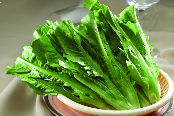 油麥菜是涼性的嗎 油麥菜屬于感光食物嗎 油麥菜是涼性的嗎 油麥菜屬于感光食物嗎