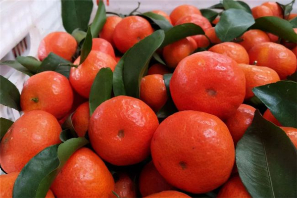 沙糖桔可以治咳嗽嗎 沙糖桔可以煮著吃嗎 沙糖桔可以治咳嗽嗎 沙糖桔可以煮著吃嗎