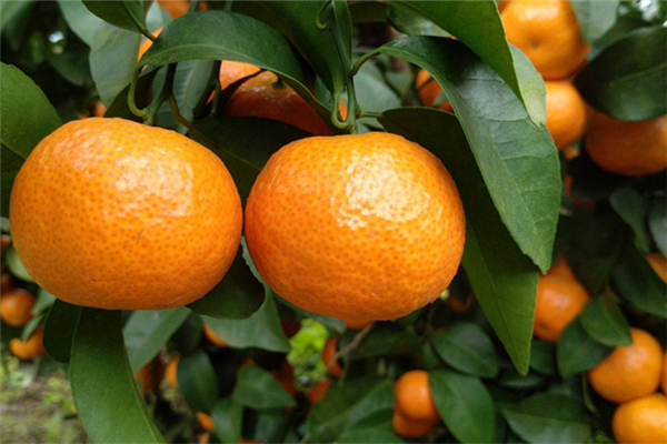 沙糖桔吃多了皮膚會(huì)變黃嗎 沙糖桔吃多了有哪些危害 沙糖桔吃多了皮膚會(huì)變黃嗎 沙糖桔吃多了有哪些危害