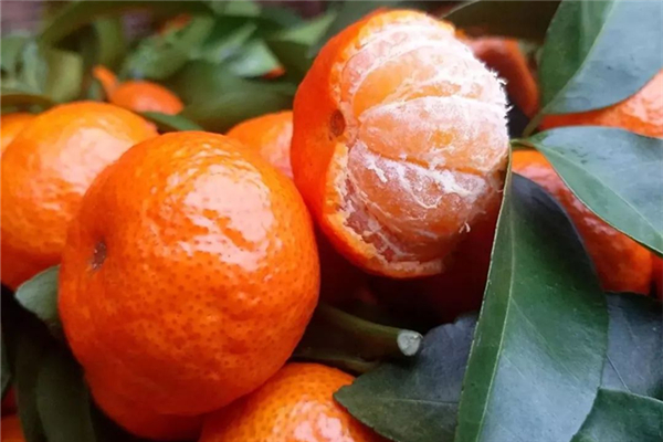 沙糖桔可以做陳皮嗎 沙糖桔的功效和營(yíng)養(yǎng)
